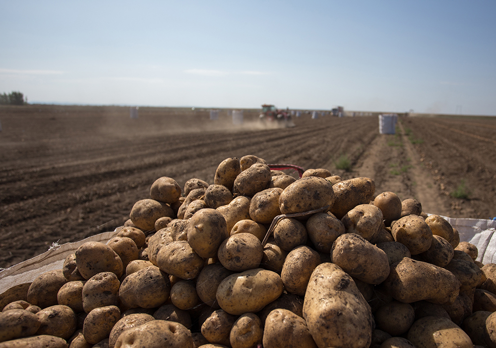 A closeup of potatoes fresh from the soil with the horizon vanishing in the distance