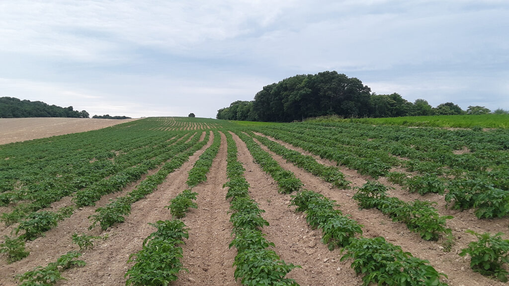 Potato planting winding down across US regions