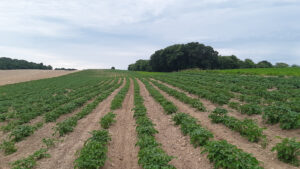 Potato planting winding down across US regions
