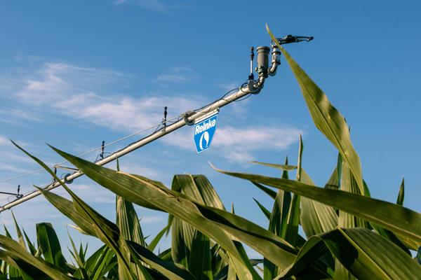 An irrigation pipe stretches above crops