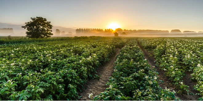 New Potato Sustainability Alliance formed to expand on sustainability initiative