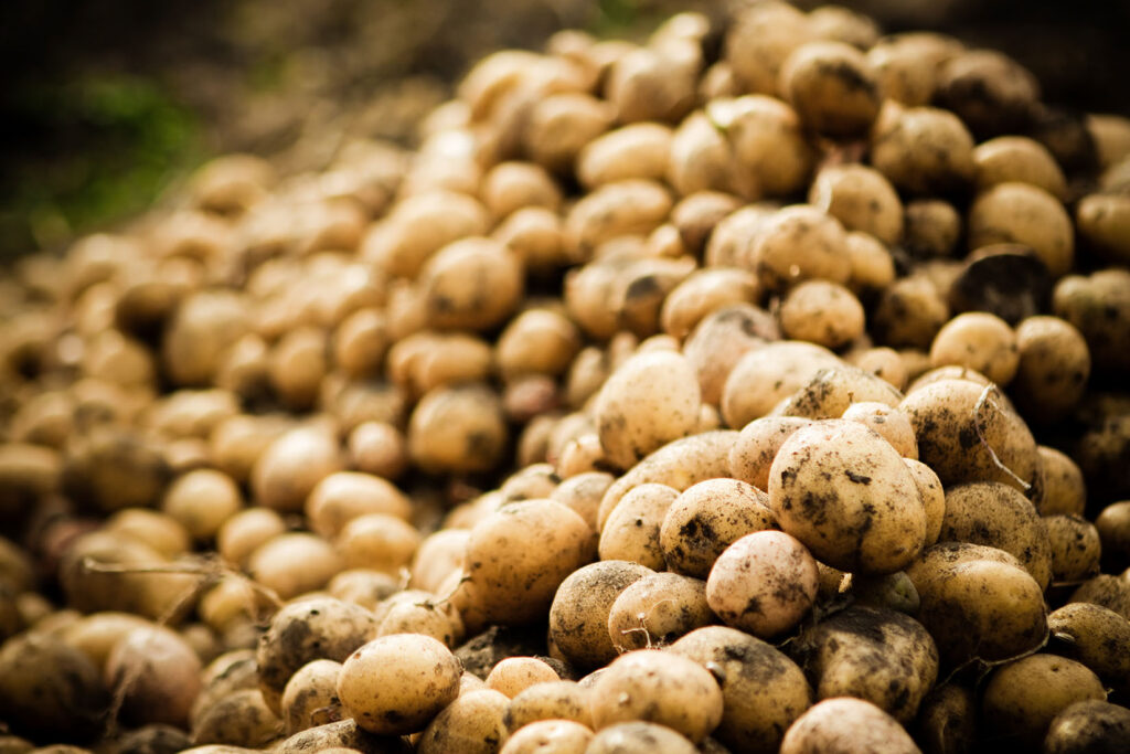 Best practice potato storage advice from University of Idaho researchers