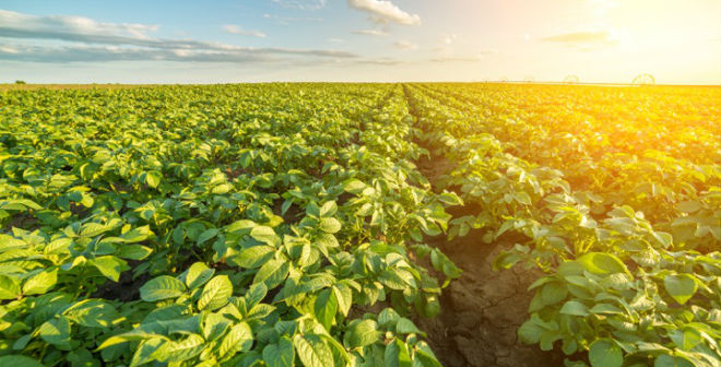 FBSciences, Yara partnership leads to new biostimulant-calcium nitrate product