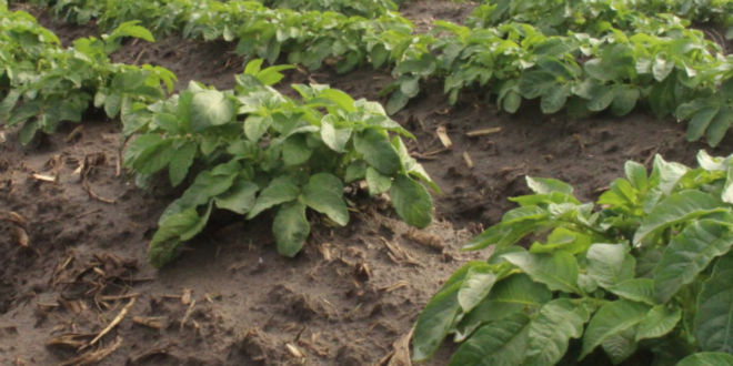 Retaining nitrogen in soil: Nutrient demands vary from cultivar to cultivar