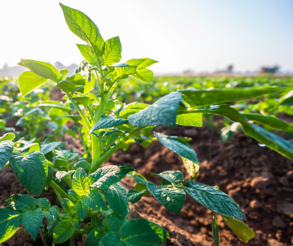 Spudman celebrates women in agriculture