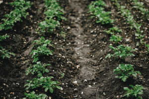 North Dakota ag research group elects new chair; 74% of state crop blooming