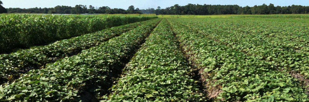 Florida potato growers explore sweet potatoes