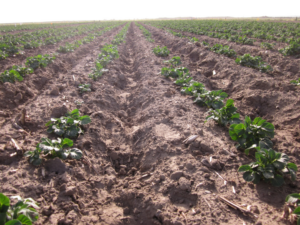 Study reveals information on the timing of potassium chloride in potato fields