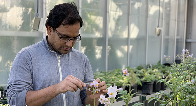 USDA ARS pushes forward on late blight research with wild potatoes