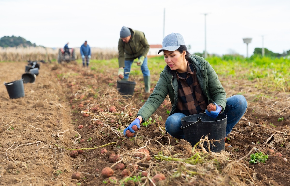 Workers harvest potatoes in a field