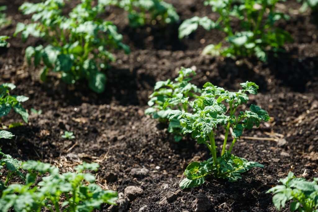 Planting continues on pace in Minnesota, North Dakota; area reports ending