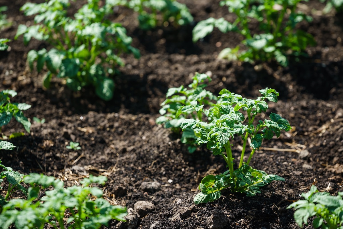 Young green potato plants poke through black soil