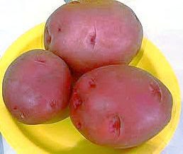 New red potato variety developed at NDSU released