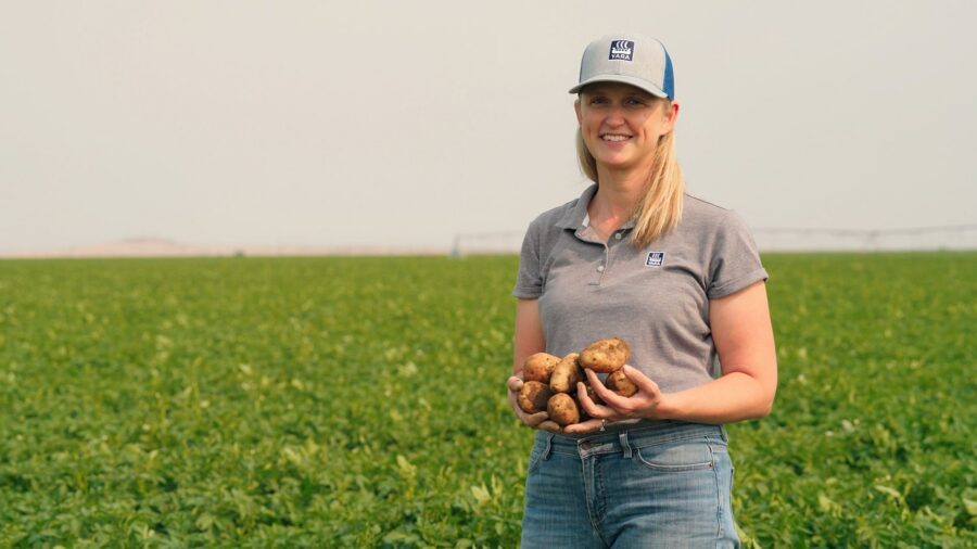A woman holds fresh potatoes in a green field