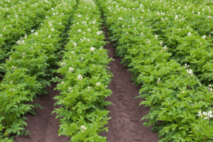New program grants aimed at improving fertilizer access for US farmers