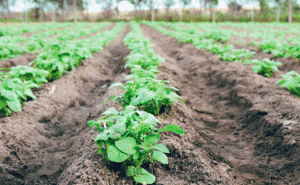 Report forecasts drop in planted acreage in 2026 in reporting states