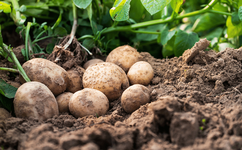 Potatoes in soil