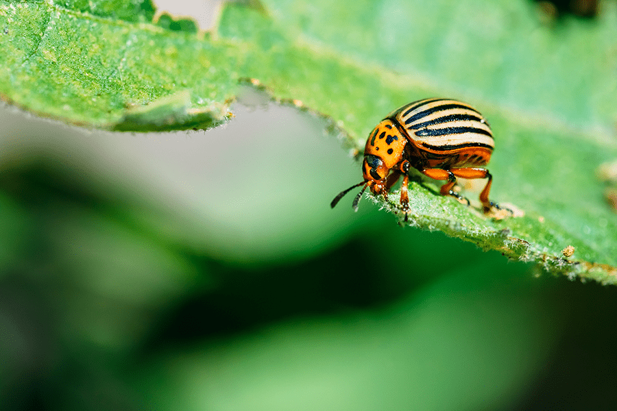 New tools emerge in fight against common pest as neonicotinoids lose effectiveness