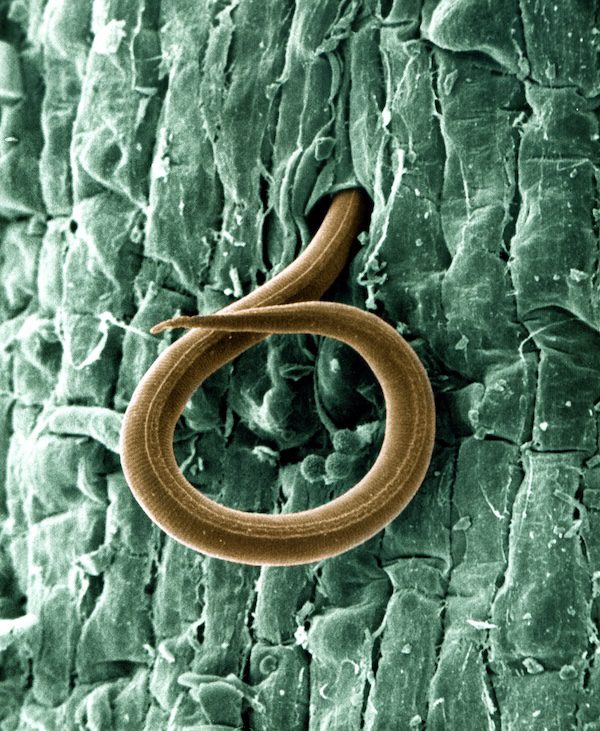 Closeup of a root-knot nematode 