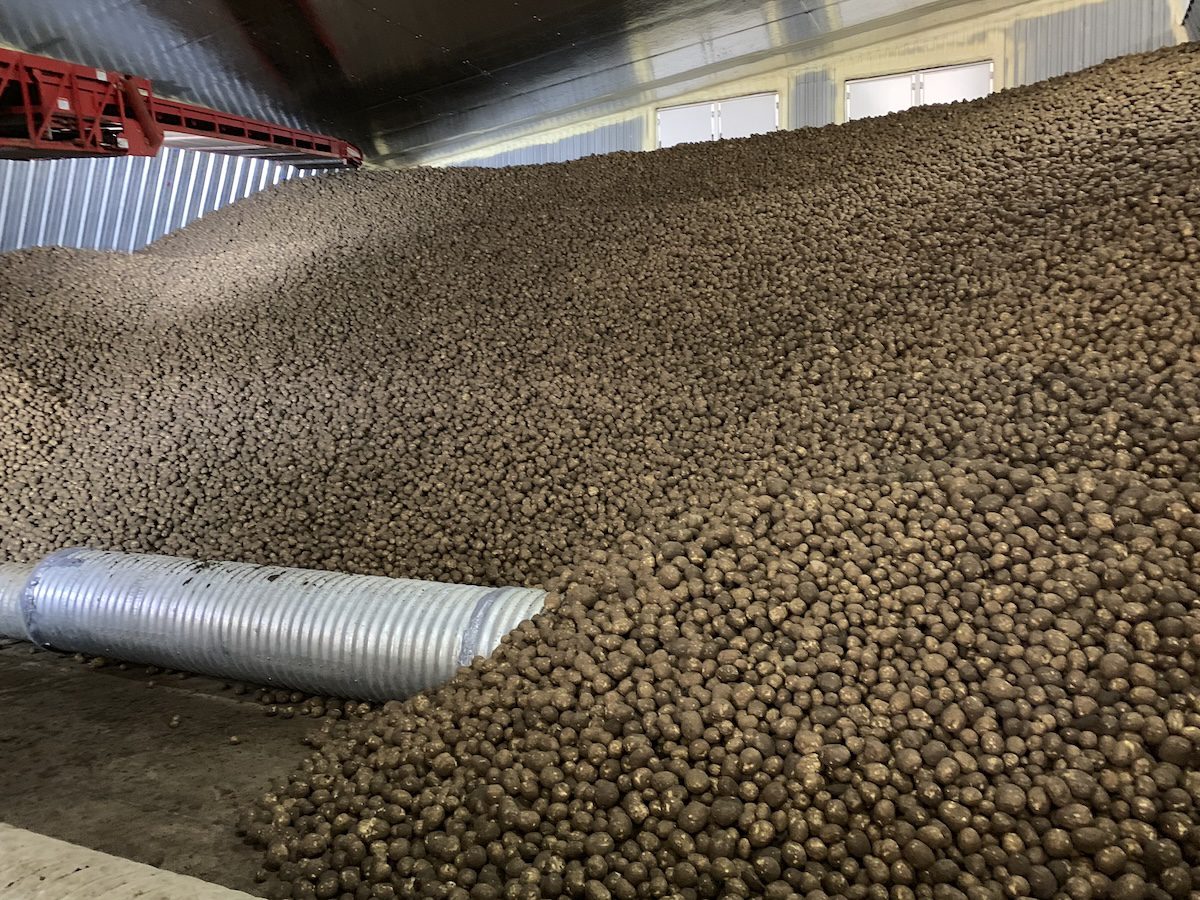 Potatoes fill a storage warehouse