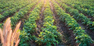 Senate committee releases farm bill discussion draft