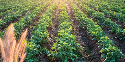 Measuring sustainability: Metrics guide next phase of potato production