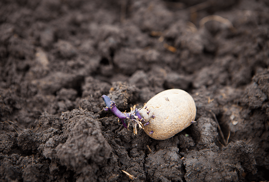 USDA ARS funds 26 potato research proposals