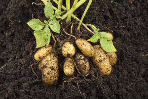 New automated tech digs deeper and faster into soil health