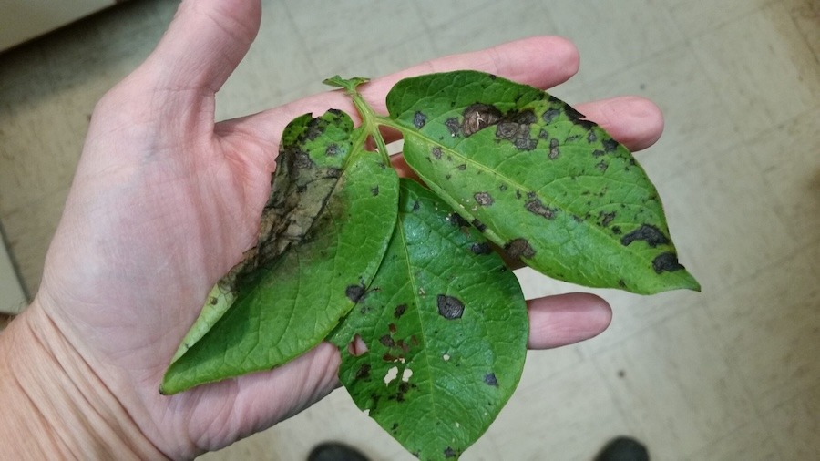 Late blight discovered in Michigan potato field